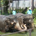 水浴びするゾウ