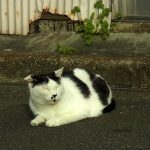 谷中ねこ