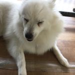 乗りたくないスピッツ