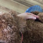 乗りたいプードル